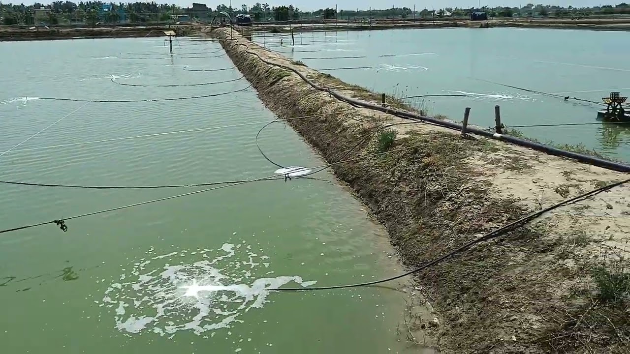 Aquaculture farm with Good aeration system ( blower system).. Optimum D.O level@ Balasore, Odisha 