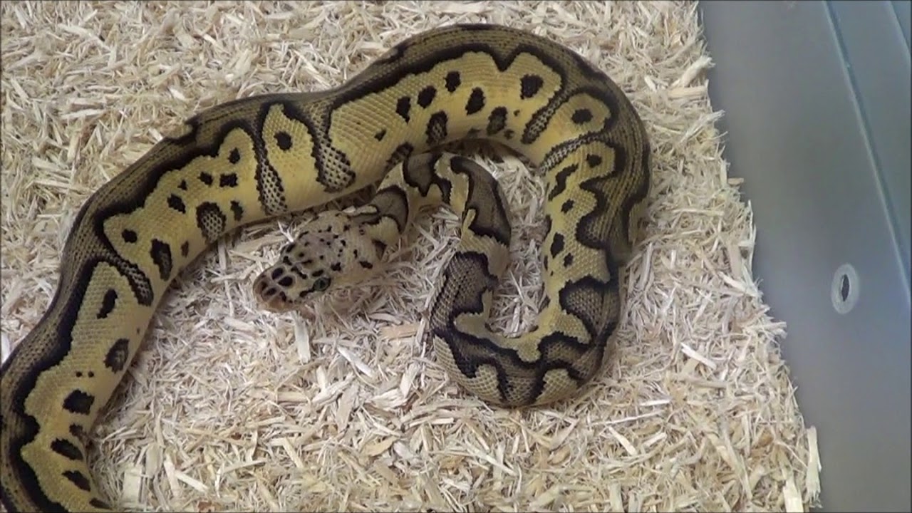 2 2018 Female Pastel Clown Ball Pythons