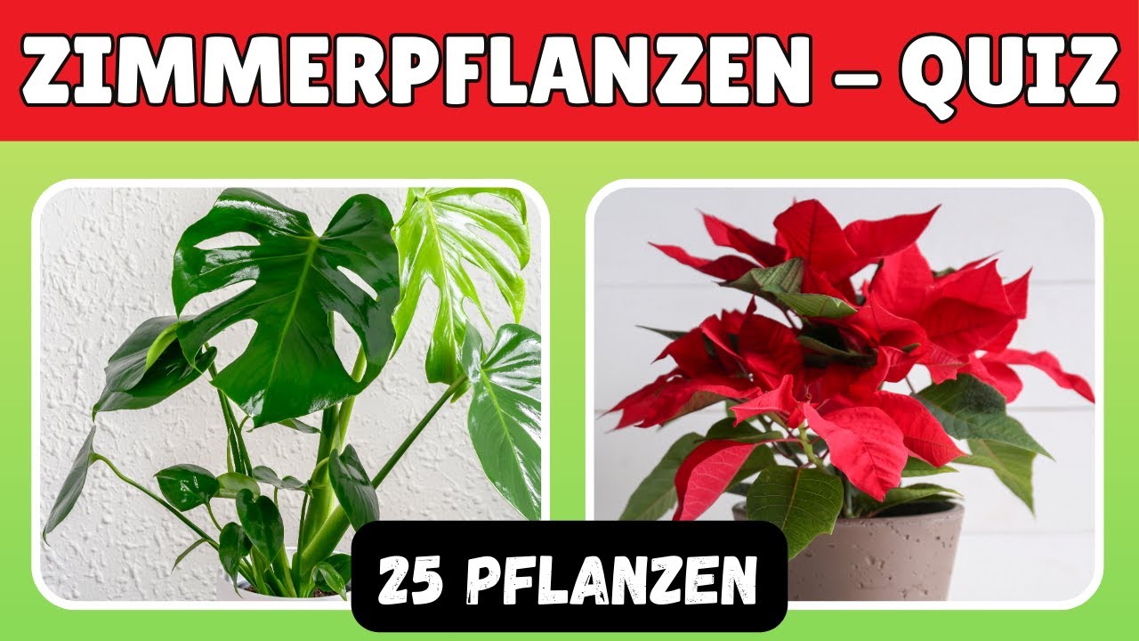 topf pflege curcuma pflanze als zimmerpflanze pflege Kaufen Sie jetzt Zimmerpflanze Kurkuma Curcuma 'Siam Splash' Lila main image 0