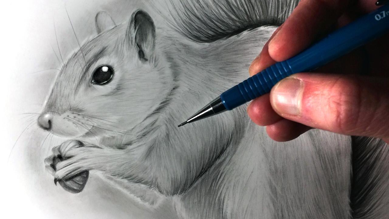 Discover 230+ squirrel sketch images latest