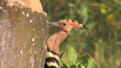 Hoopoe