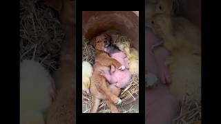 Dogs, Pigs, And Ducks Are The True Friends.