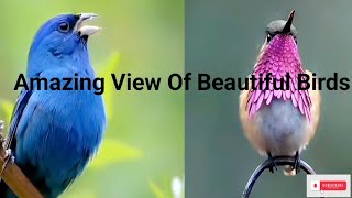 Most Colourful And Beautiful Birds|Different Animals|Nature And Wildlife