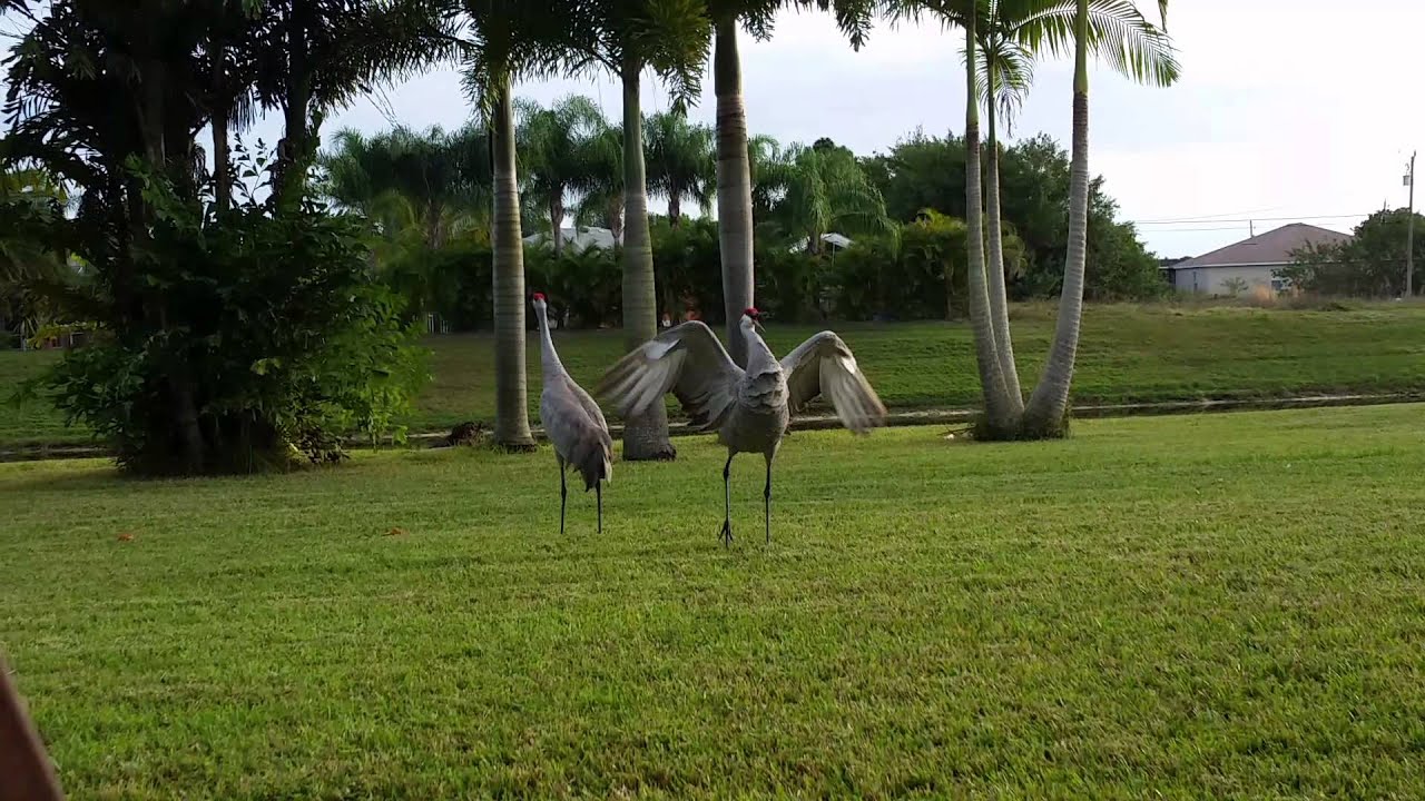 Dancing Sandhill Cranes YouTube