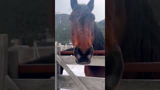 Красивая лошадь в горах Домбая
