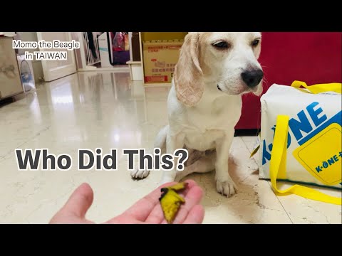 バナナを盗み食いしたことがバレたビーグル犬モモ
