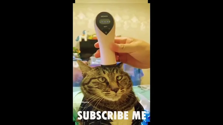 20 Minutes of Adorable Kittens 😍 | BEST Compilation