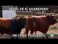 Toro peligroso de Torrehandilla: susto en el corredero | Toros desde Andalucía