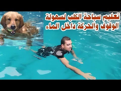 تعليم وشرح سباحة الكلب بطريقة سهلة للوقوف والحركة في العميق فديو مهم جدا العوم الكلابي 