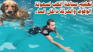 تعليم وشرح سباحة الكلب بطريقة سهلة للوقوف والحركة في العميق فديو مهم جدا العوم الكلابي