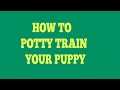 How To Quickly House Train Cavalier King Charles Spaniels How To Quickly House Train Cavalier King Charles Spaniels