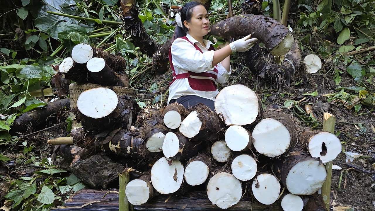 Farm Girl Forages Wild Taro in the Forest and Cooks a Meal for Her Daughters | Lý Thị Ca