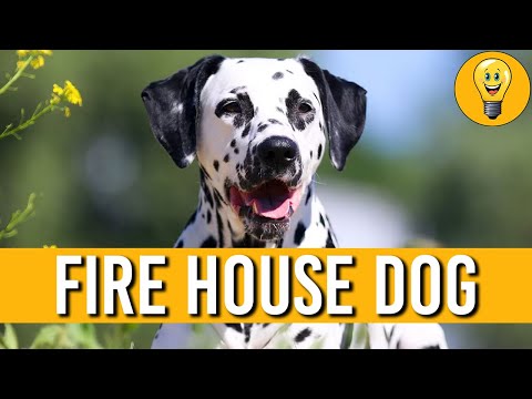 Video: Galutinis sąrašas dalykų, kuriuos reikia atsiminti, kai paliekate šuniuką su šunų padavėju