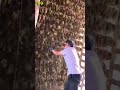 Proses Memanen Buah Anggur Yang Mudah Dengan Cara Digoyangkan Agar Jatuh Yang Sudah Matang Shorts Proses Memanen Buah Anggur Yang Mudah Dengan Cara Digoyangkan Agar Jatuh Yang Sudah Matang Shorts