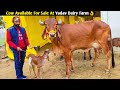 Cows Available For Sale At Yadav Dairy Farm,Lucknow/देखिए यादव डेरी फार्म पर बिक्री केलिए उपलब्ध गाय