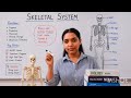 Skeleton