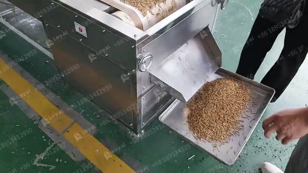 Industrial drying Mealworm Insect Microwave Baking equipment