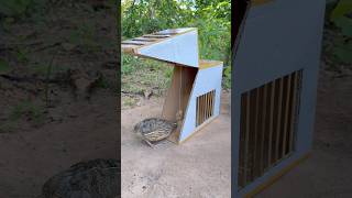 Really good quick bird trap using cardboard box #shorts
