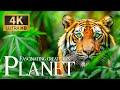 Fascinating creatures planet 4k  discovery relaxation wonderful animals film with relax piano music