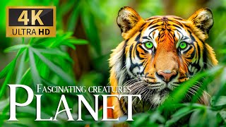 Fascinating Creatures Planet 4K Discovery Relaxation Wonderful Animals Film With Relax Piano Music