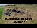 Wrangling up Calves and Cows in South Dakota