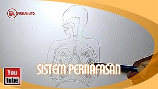 Cara menggambar sistem pernapasan manusia  dengan mudah