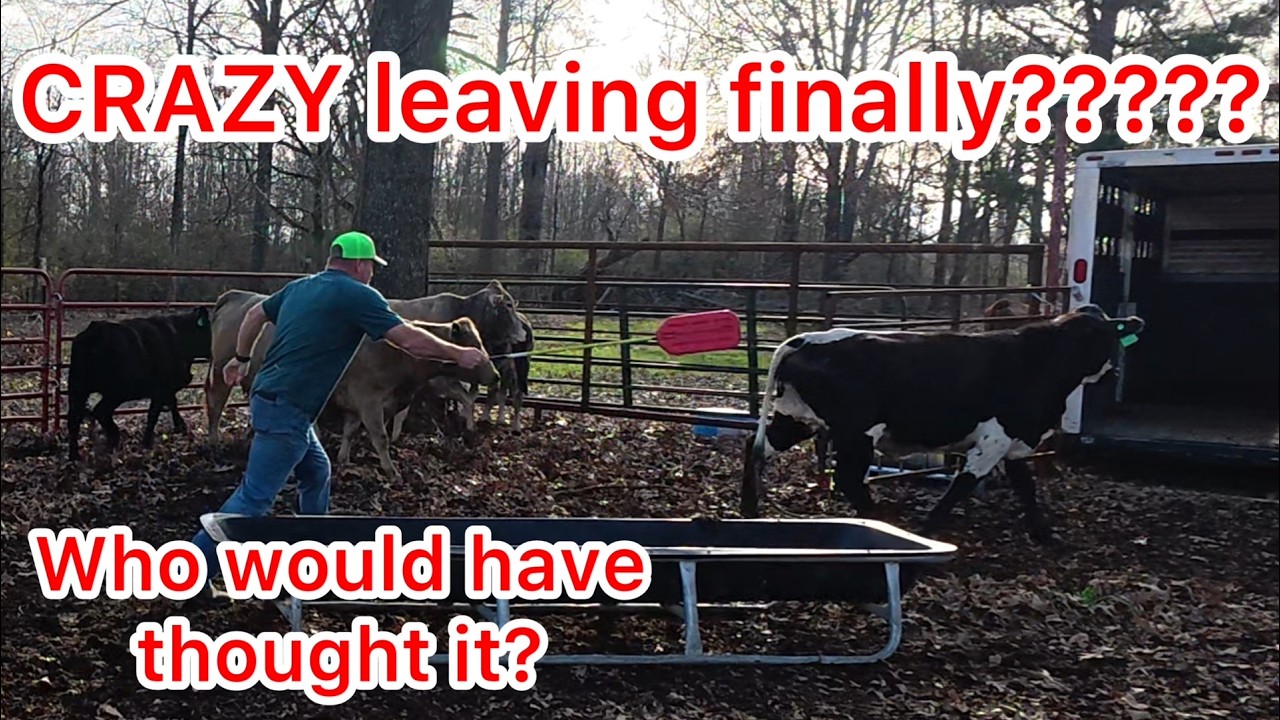 Is today the day Crazy goes to sale barn