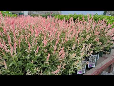 Vídeo: Como você planta um Salix Flamingo?