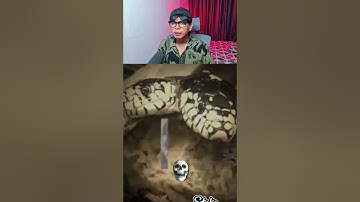 Three-Headed Snake 😱 #memes #nothingimposibleinthisworld #reaction