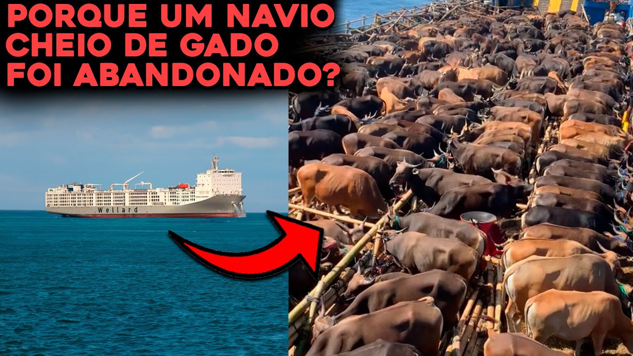 NAVIO DE GADO COM 16 MIL ANIMAIS É ABANDONADO NO OCEANO