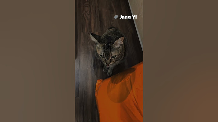 Con mèo nó kêu sao #jangyi #tiktok #shortvideo #trending