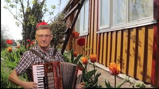 ''Tulpių polka'' 2021 05 14 Akordeonas. Vidas Akmantas