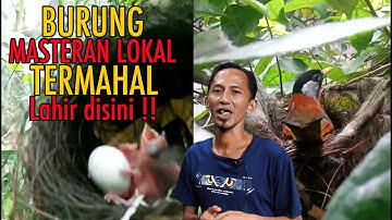 TANGANYA ADEM..TERNAK BURUNG APA AJA BERHASIL, BURUNG PANCAWARNA INIPUN JUGA SUKSES DITERNAK  OM INI