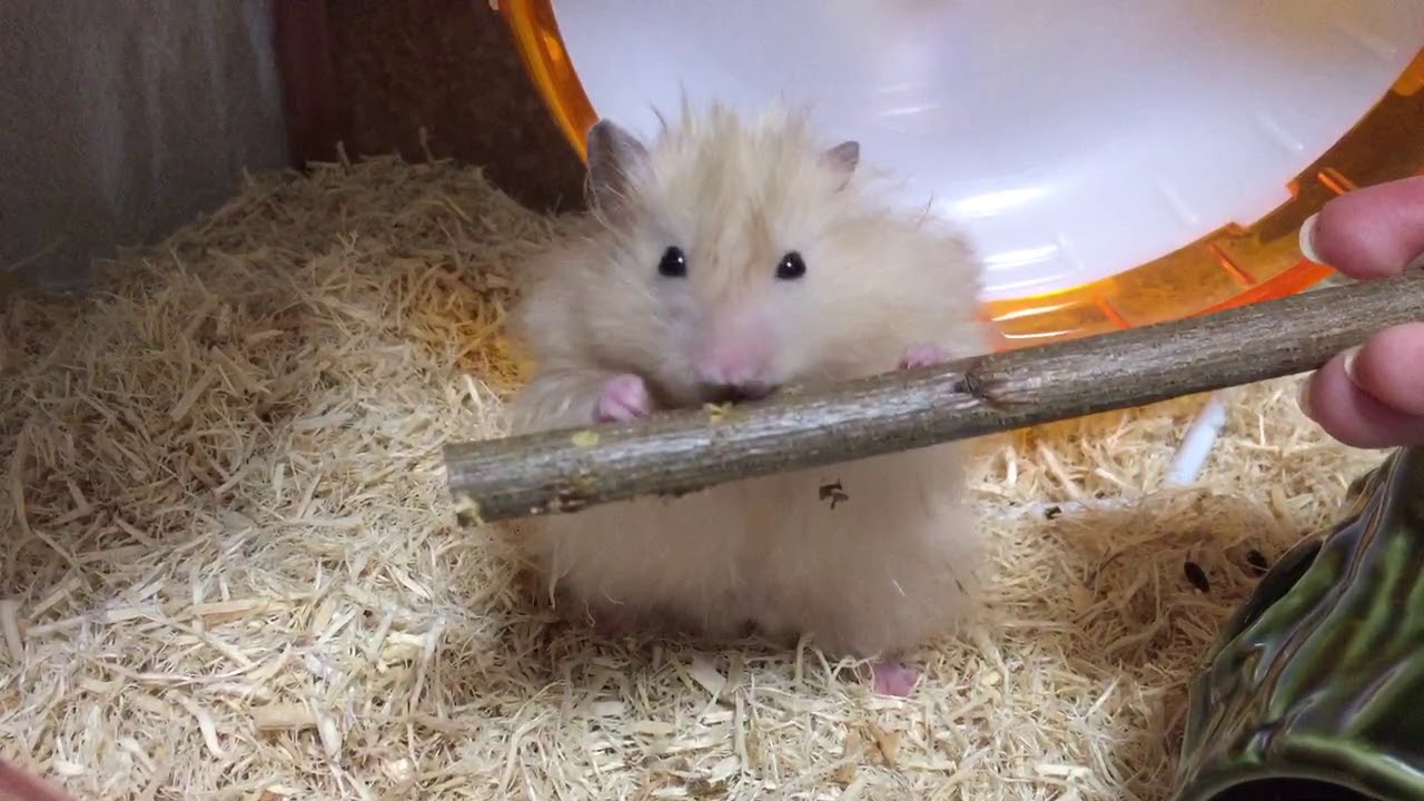 ハムスター はじめてのかじり木にうっとり齧りまくり YouTube ハムスター はじめてのかじり木にうっとり齧りまくり YouTube