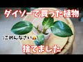 植物を捨てた話｜カイガラムシ対策【ダイソー フィロデンドロン・バーキン】