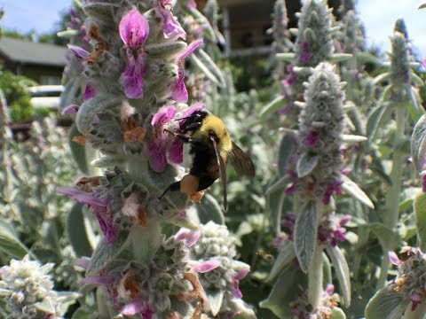 Bumblebee + Lambs Ear