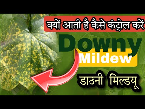 Downy Mildew treatment| कैसे करें डाउनी मिलडायू को कंट्रोल|by PC Verma