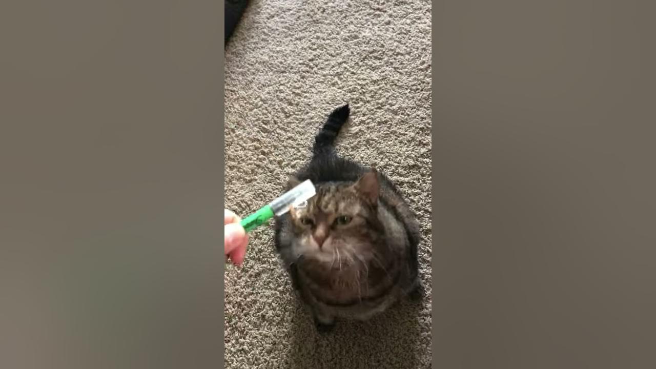 Cat chewing on rubber band YouTube