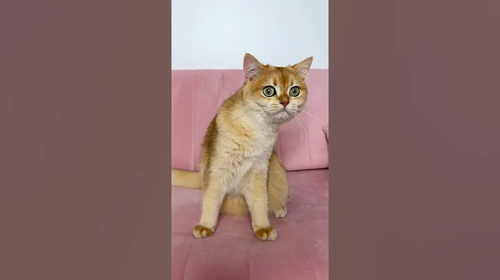 Nika loves to eat chicken #cat #cats