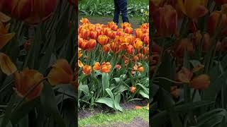 Keukenhof Gardens #shorts #keukenhof  #keukenhofgardens #tulips #holland  #netherland