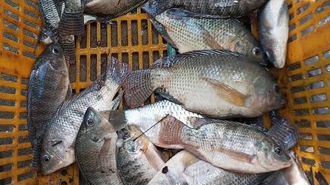 Cách sài máy 12fet chỉnh máy may lớn 1 vợt thả cáp kéo côn chuyên rô phi #xiệtcá #kichcadientu