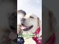 2歳んころはヤンチャもしたッ🐕