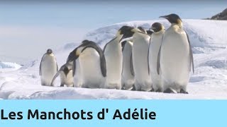 Les Manchots d' Adélie - Thalassa Documentaire animalier