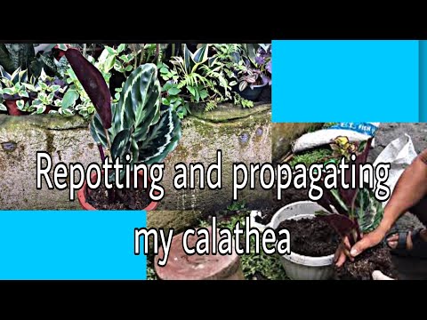 Video: Paano Mag-transplant Ng Calathea