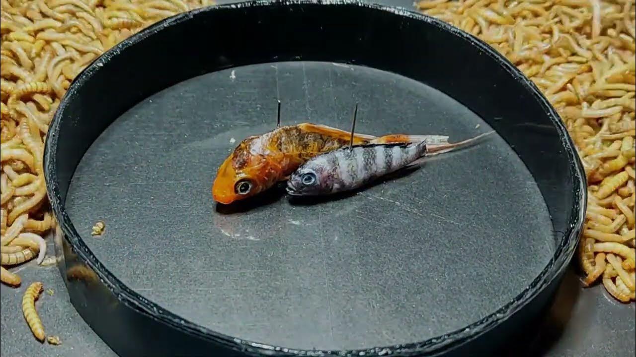 Fish vs mealworms /14000 superworms eating two amazing fish/mealworm