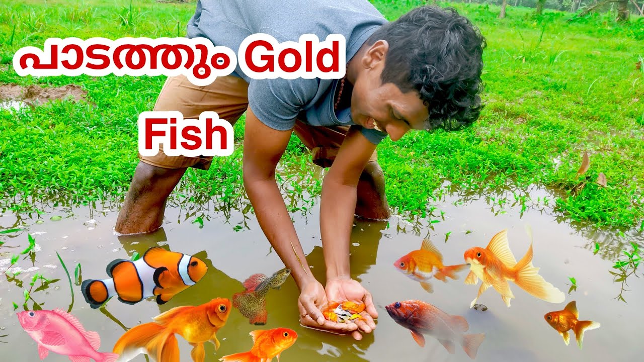 🐟പാടത്ത് നിന്ന് GOLD FISH നെ കിട്ടി......😳🐋🐬B TECHY