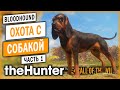 theHunter Call of the Wild #1 🐶 - Открытие Сезона Охоты с Собакой - BLOODHOUND DLC (2021)