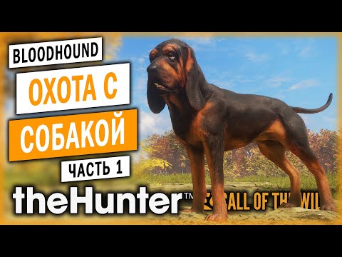 Видео: theHunter Call of the Wild #1 🐶 - Открытие Сезона Охоты с Собакой - BLOODHOUND DLC (2021)