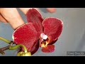 Мои новые Расцветашки Орхидеи/Фаленопсис 11 февраля 2022г.