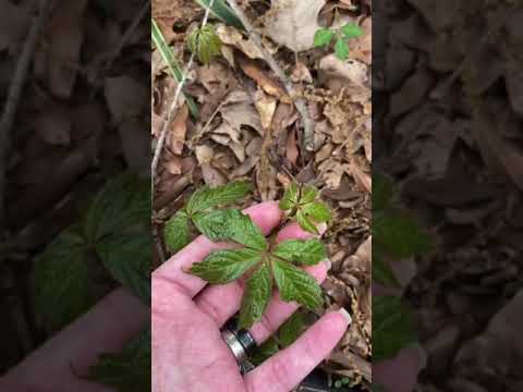 Videó: Boston Ivy Control: Tippek a Boston Ivy Plants inbound megőrzéséhez